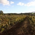 Bodega Vicente Flors