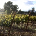 Bodega Vicente Flors