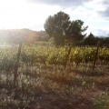 Bodega Vicente Flors