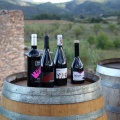 Bodega Vicente Flors