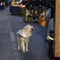 Procesión en honor a sant Antoni Abat