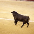 Feria de la Magdalena