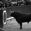 Feria taurina de la Magdalena