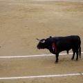 Feria taurina de la Magdalena