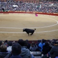 Feria taurina de la Magdalena