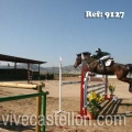 Campeonato Magdalena saltos hípica Poni Club Castellón