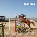 Campeonato Magdalena saltos hípica Poni Club Castellón