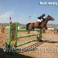 Campeonato Magdalena saltos hípica Poni Club Castellón