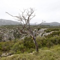 Tírig