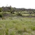 Tírig