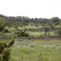 Tírig
