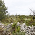Tírig