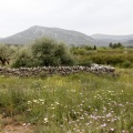 Tírig