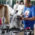 Exposiciones caninas