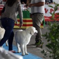 Exposiciones caninas