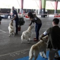 Exposiciones caninas