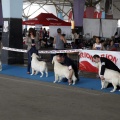 Exposiciones caninas