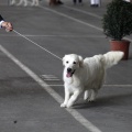 Exposiciones caninas