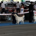 Exposiciones caninas