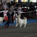 Exposiciones caninas