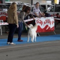 Exposiciones caninas