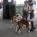 Exposiciones caninas