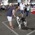 Exposiciones caninas