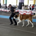 Exposiciones caninas