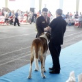 Exposiciones caninas