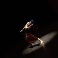 Coppelia estudio de danza