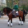 Festividad San Antonio