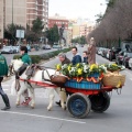 Festividad San Antonio