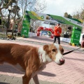 VII Marató BP Castelló