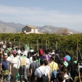 Romeria de les Canyes