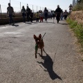 Romeria de les Canyes