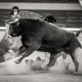 Andrés Núñez, fotografía