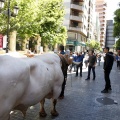 Fiestas de la Mare de Déu del Lledó