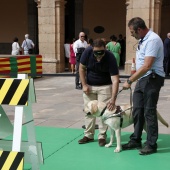 Exhibición de Perros Guía