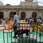 Exhibición de Perros Guía