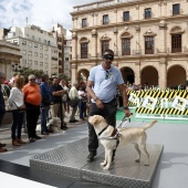 Exhibición de Perros Guía