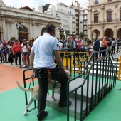 Exhibición de Perros Guía