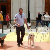 Exhibición de Perros Guía