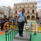 Exhibición de Perros Guía