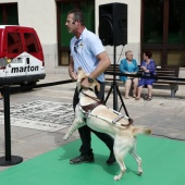 Exhibición de Perros Guía