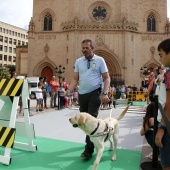 Exhibición de Perros Guía