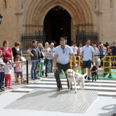 Exhibición de Perros Guía