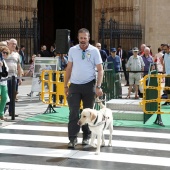 Exhibición de Perros Guía