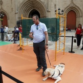 Exhibición de Perros Guía