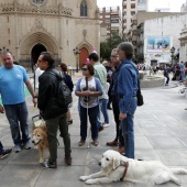 Exhibición de Perros Guía