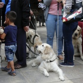 Exhibición de Perros Guía